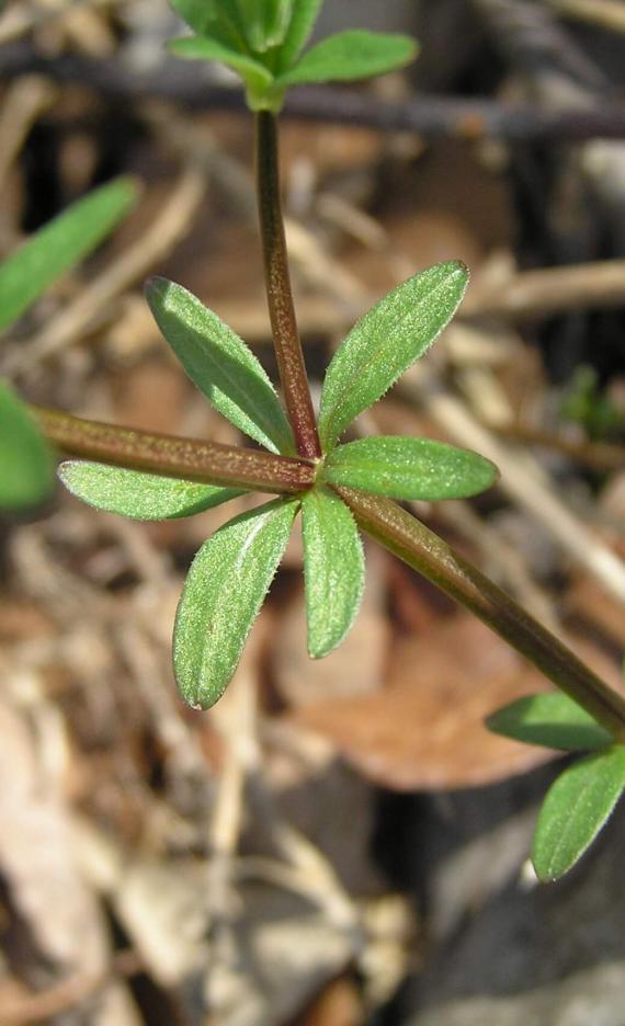 Marsh Bedstraw leaves