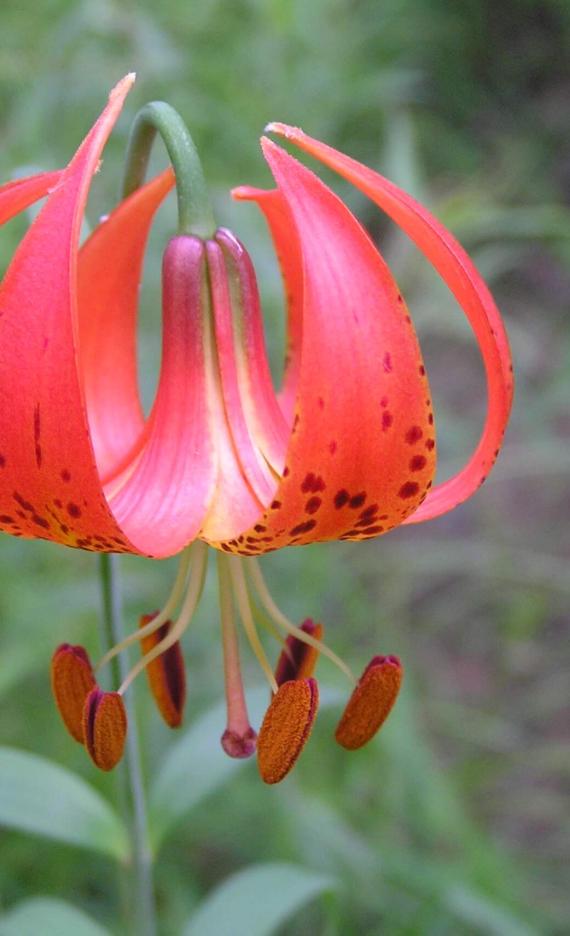 Michigan Lily flower