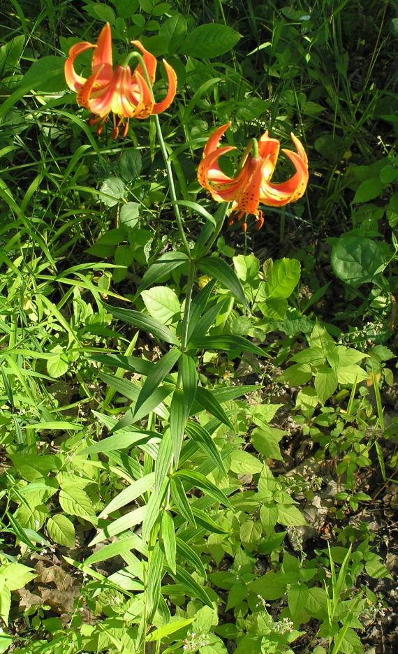 Michigan Lily habit