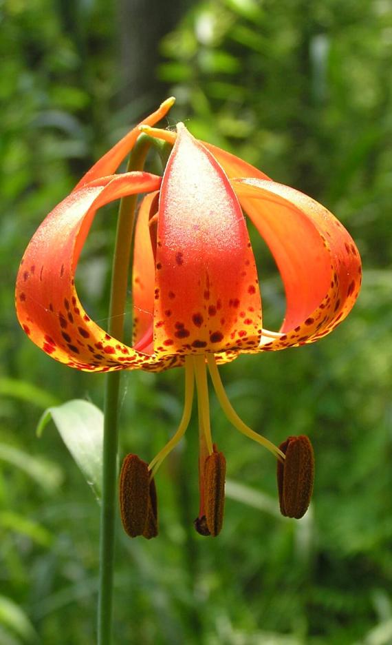 Michigan Lily