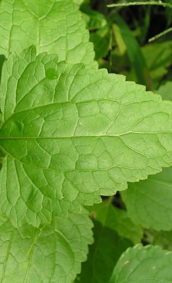 Mistflower leaves