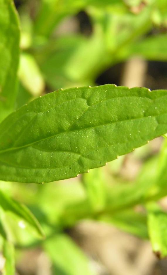 Monkey Flower leaves