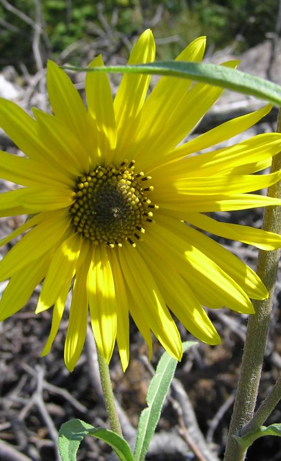 Narrow Leaved Sunflower flower