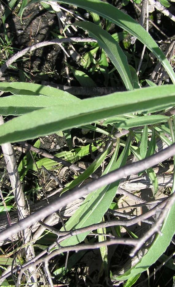 Narrow Leaved Sunflower leaves