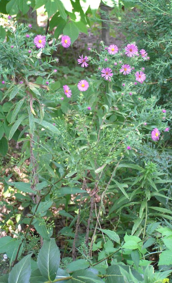 New England Aster habit