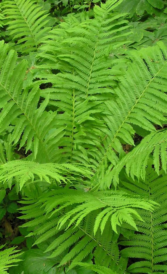 Ostrich Fern habit