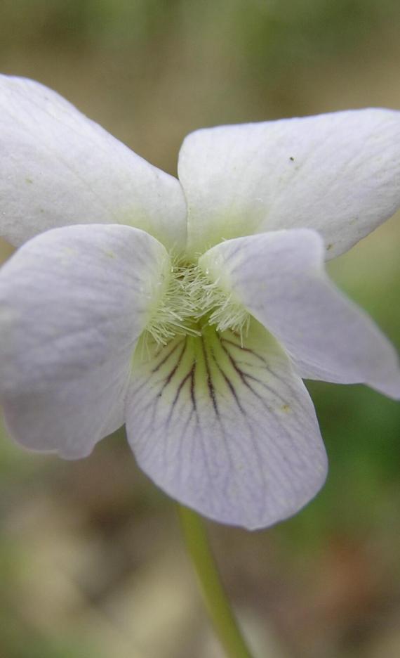 Pale Early Violet flower