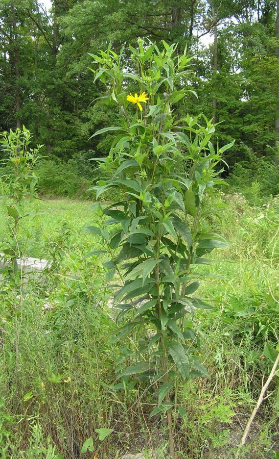 Pale Leaved Sunflower habit