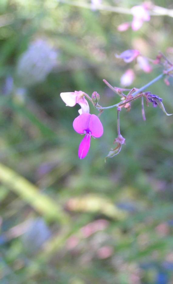 Panicled Tick Trefoil flower