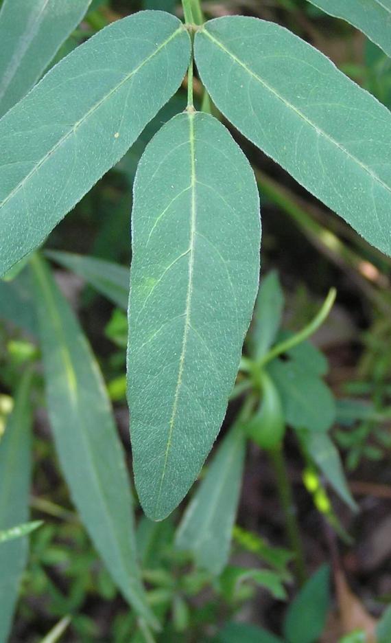 Panicled Tick Trefoil leaves