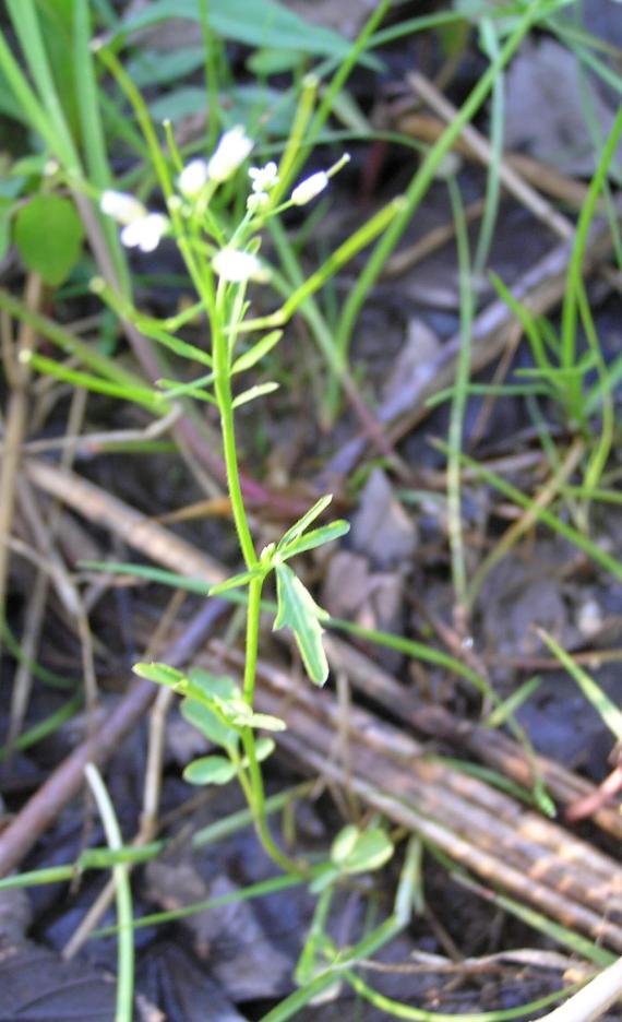 Pennsylvania Bitter Cress habit