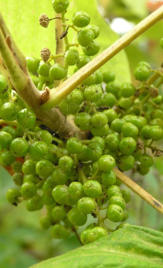 Poison Ivy fruit