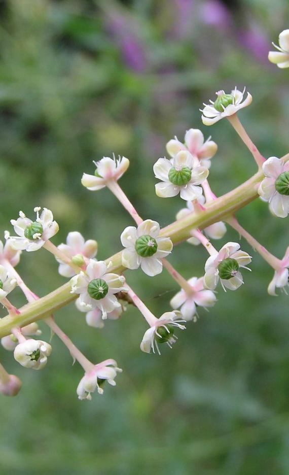 Pokeweed flower