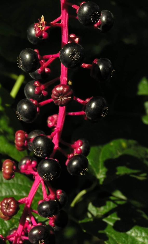 Pokeweed fruit