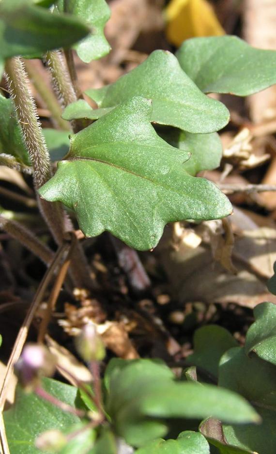 Purple Cress leaves