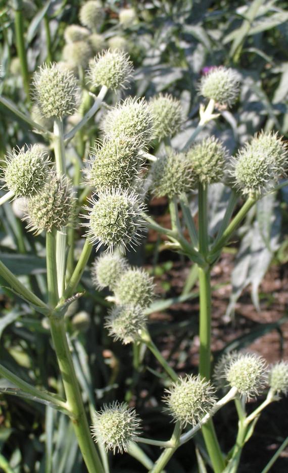 Rattlesnake Master flower