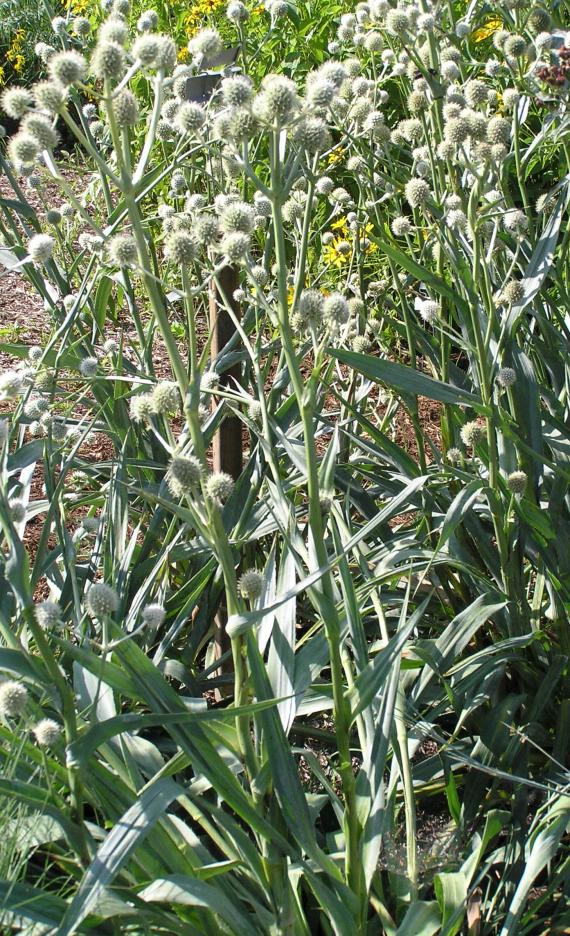 Rattlesnake Master habit