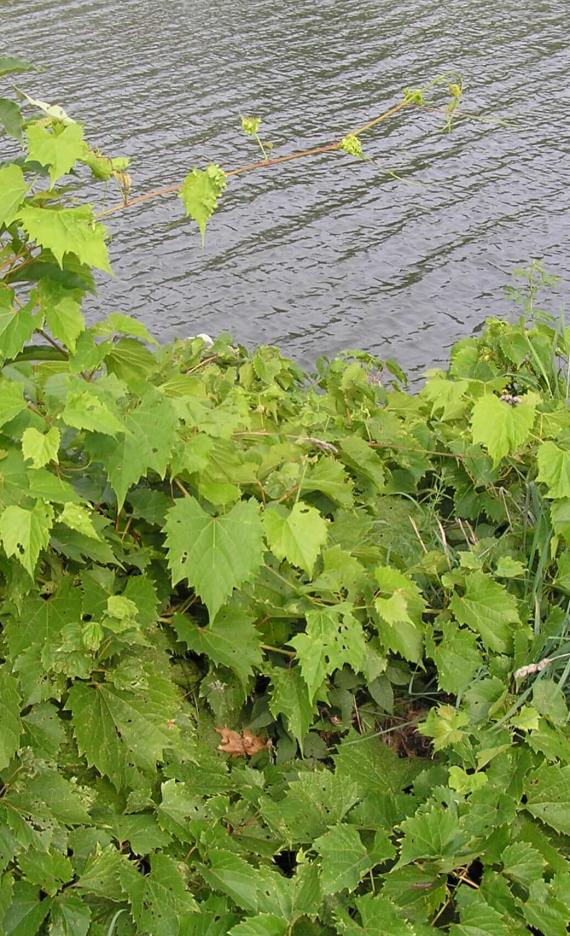 Riverbank Grape habit