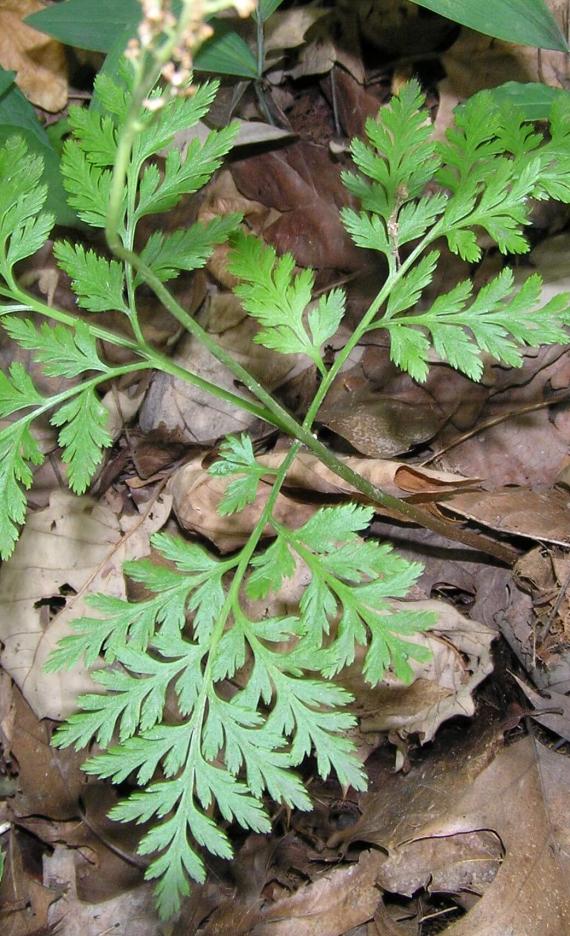 Royal Fern leaves