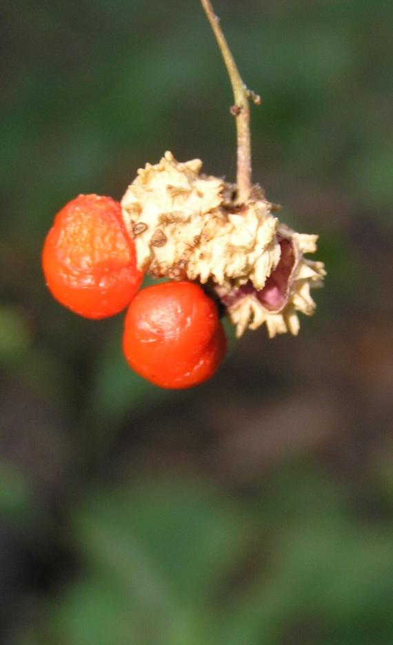 Running Strawberry Bush fruit