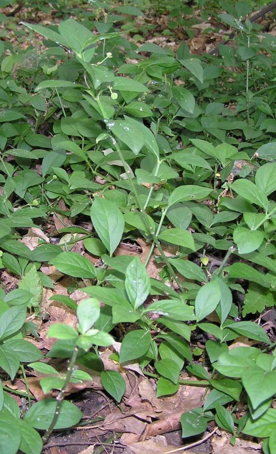 Running Strawberry Bush habit