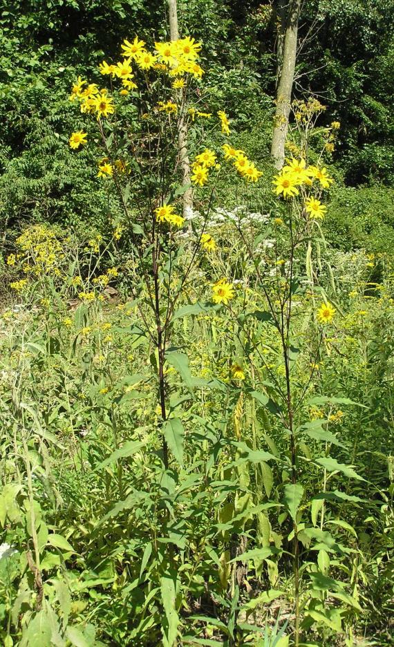 Sawtooth Sunflower habit