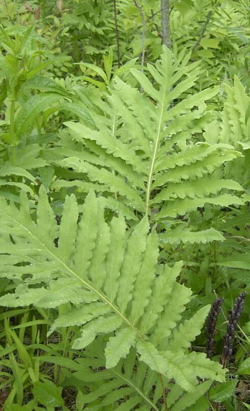 Sensitive Fern habit