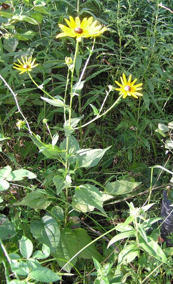 Showy Coneflower habit