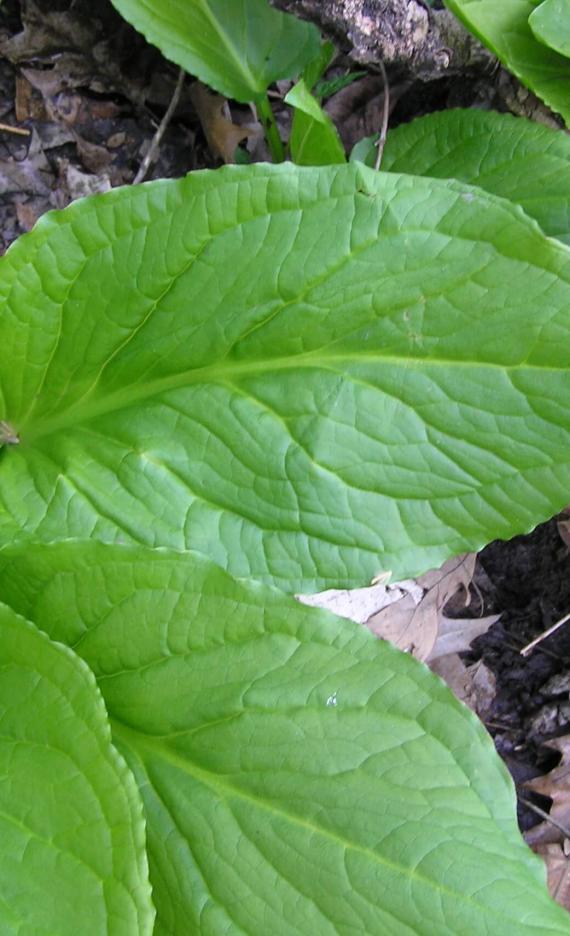 Skunk Cabbage leaves