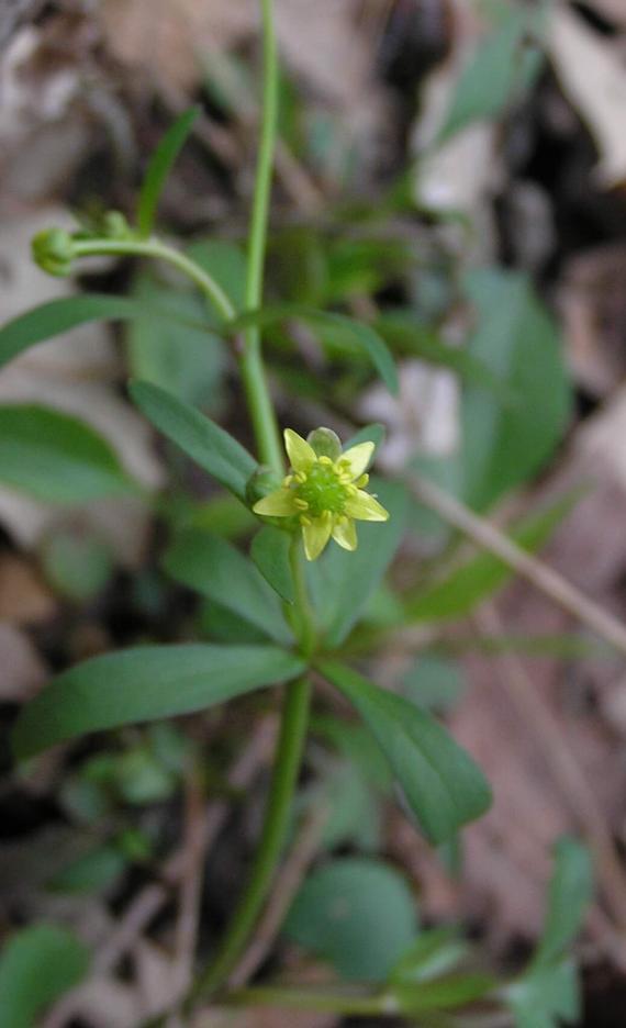 Small Flowered Crowfoot habit