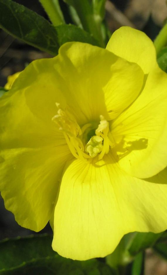 Small Flowered Sundrop flower