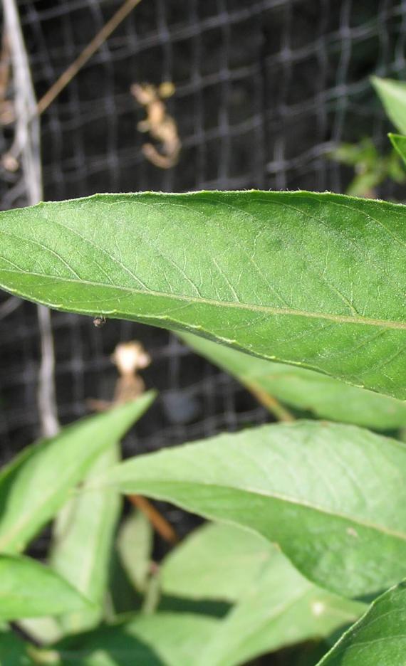 Small Flowered Sundrop leaves