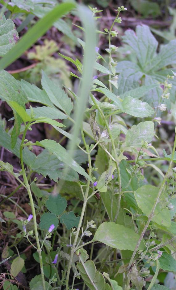 Small Skullcap habit