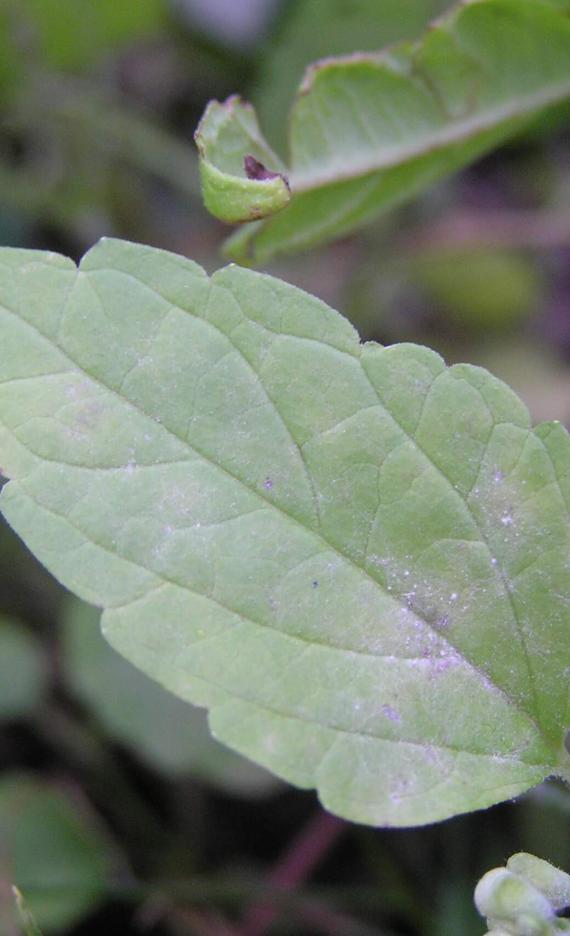 Small Skullcap leaves