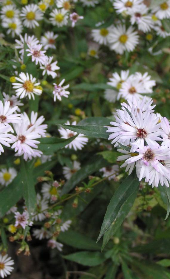 Small White Aster