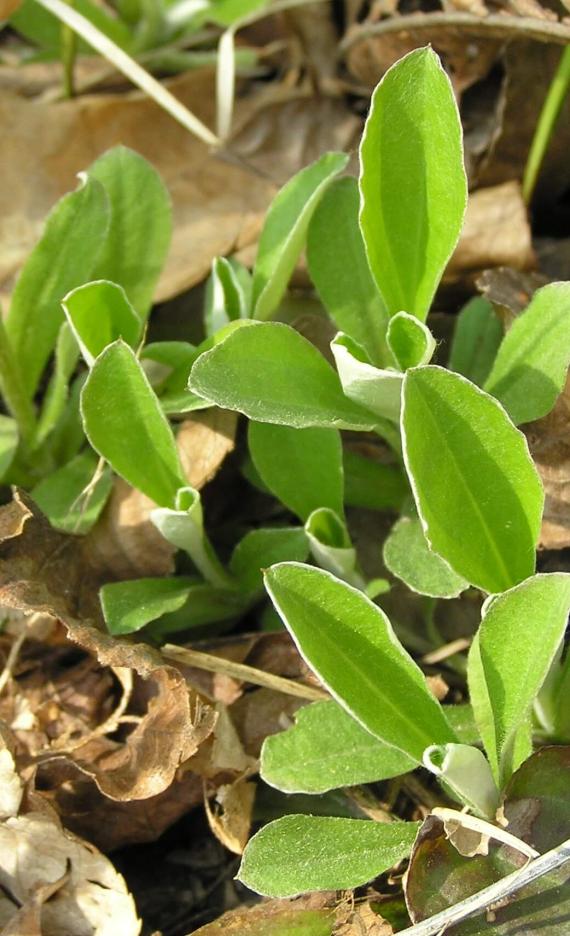 Smaller Pussytoes leaves