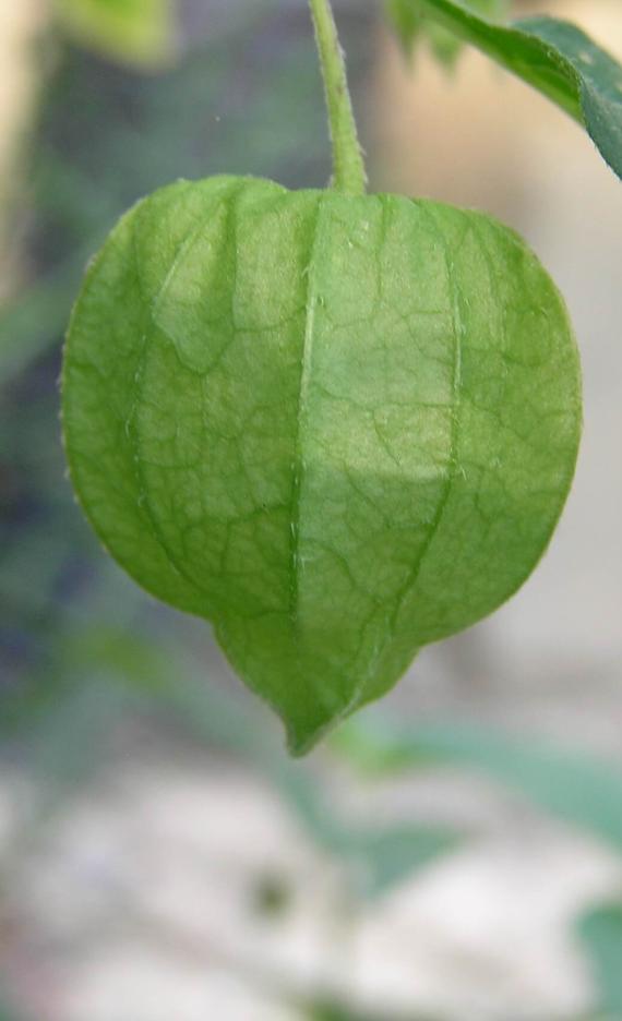 Smooth Ground Cherry fruit