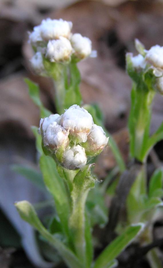 Smooth Pussytoes flower