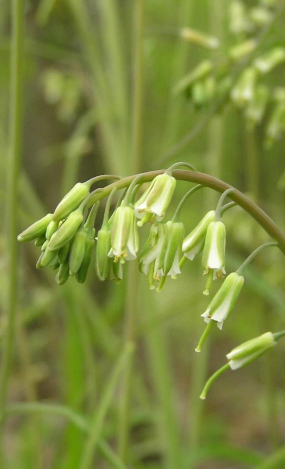 Smooth Rock Cress flower