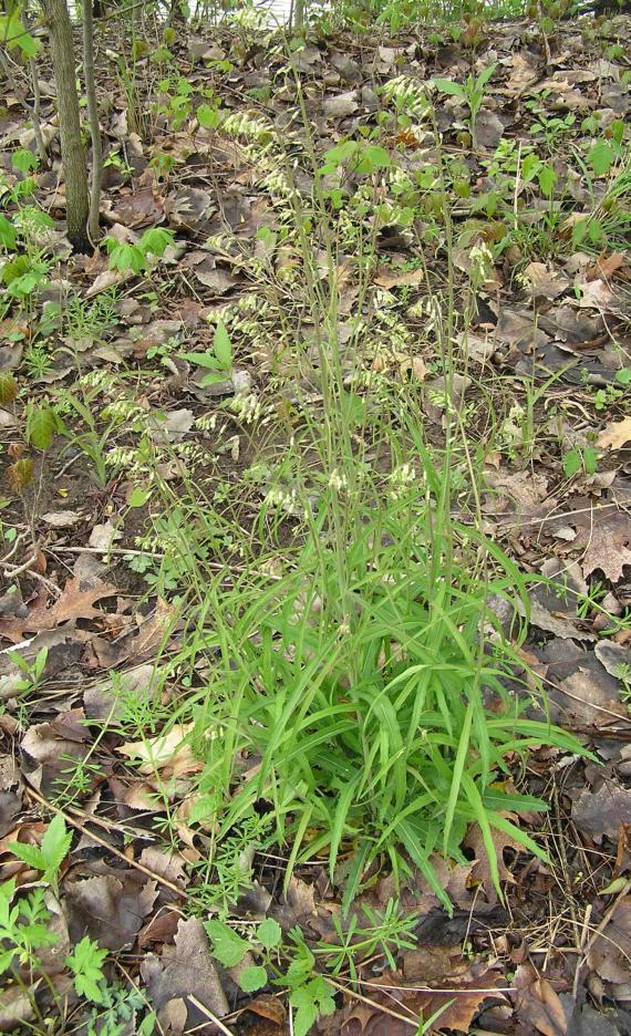 Smooth Rock Cress habit