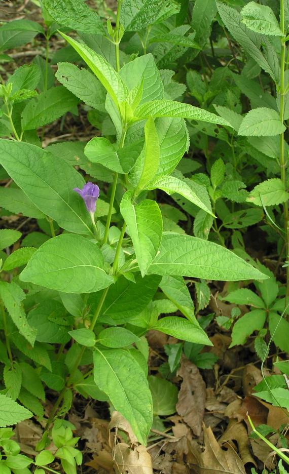 Smooth Ruellia habit