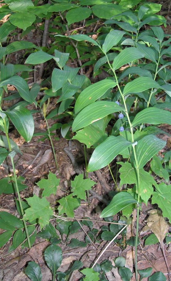 Smooth Solomons Seal habit