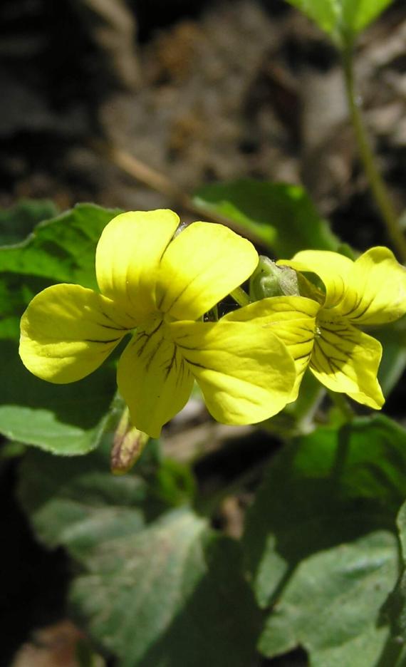 Smooth Yellow Violet flower