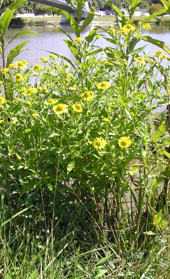 Sneezeweed habit