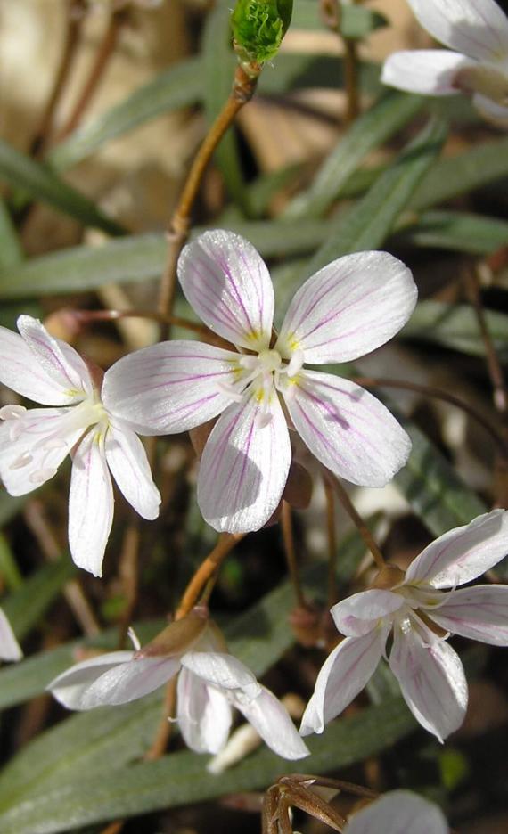 Spring Beauty flower