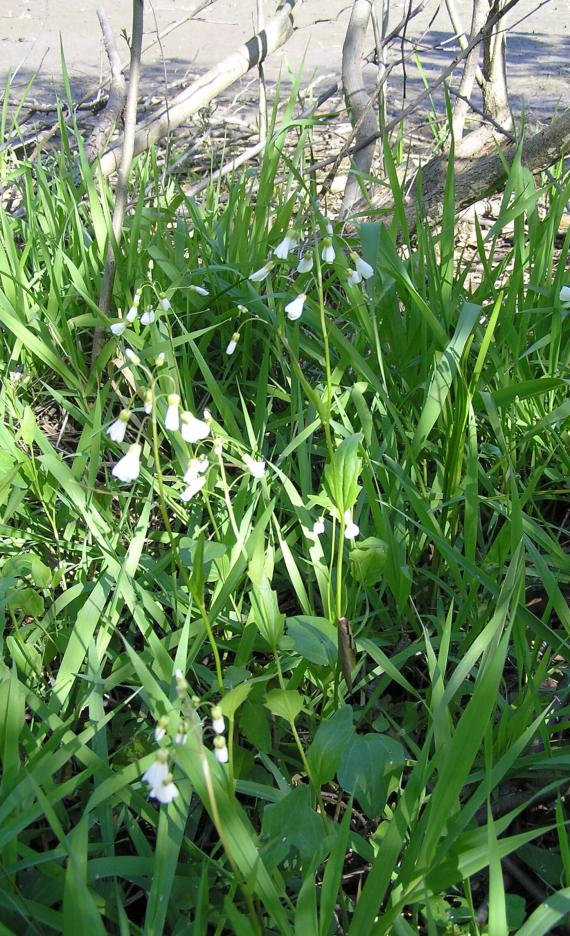 Spring Cress habit