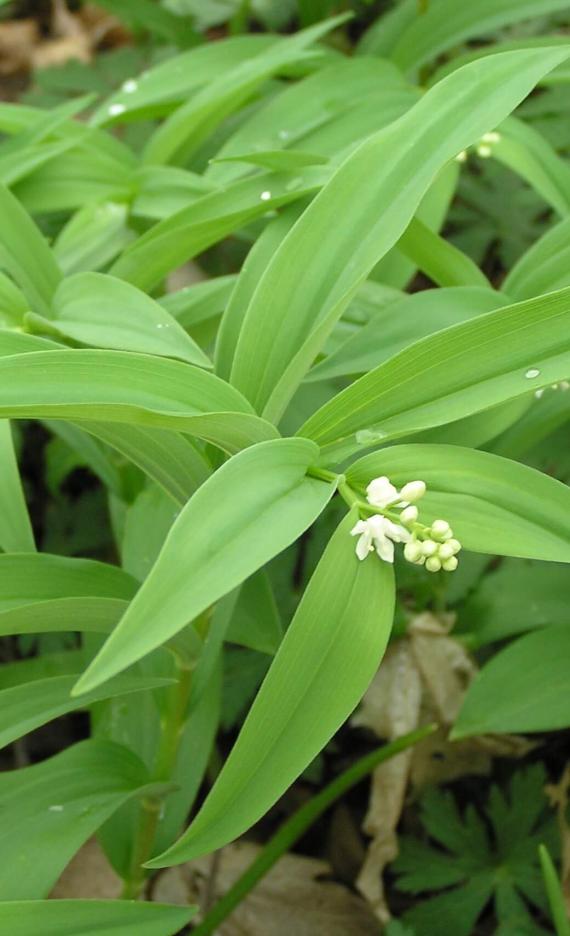 Star Flowered Solomons Seal leaves