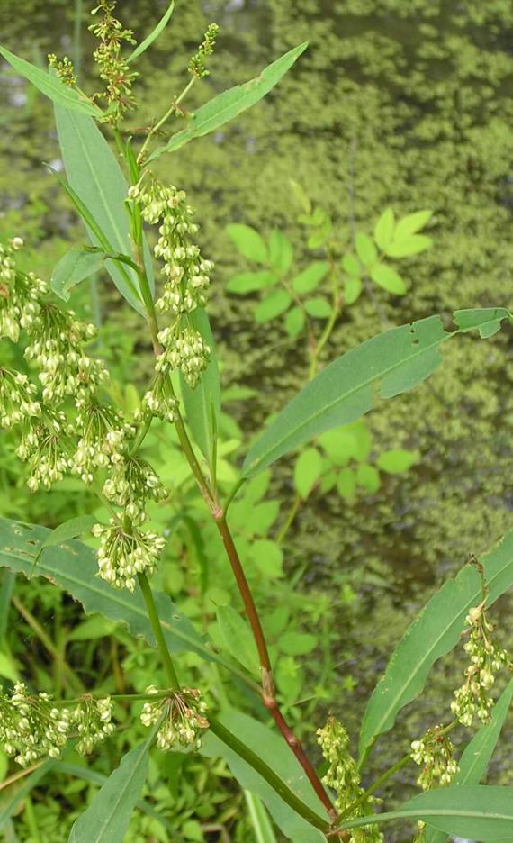 Swamp Dock habit