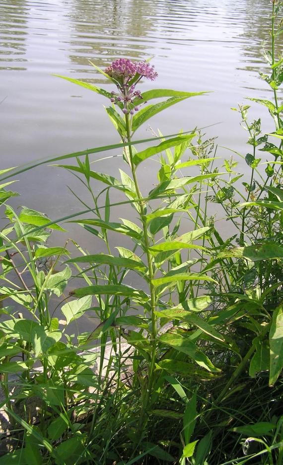 Swamp Milkweed habit