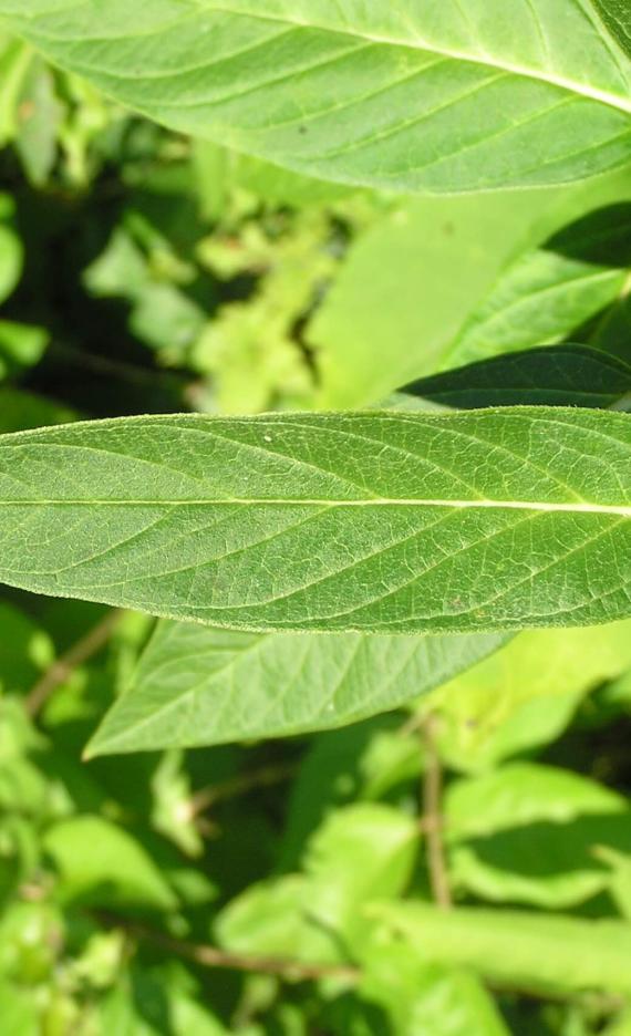 Swamp Milkweed leaves